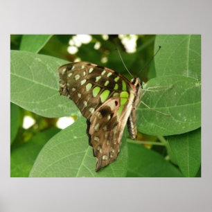 Tryckning av Grönt av typen Tropical Iridescent Bu Poster