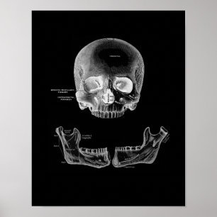 Tryckning av humant skal och Jaw Anatomy Poster