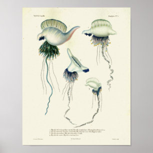 Tryckning av jellyfish Blue Vintage Sea CreatArt S Poster