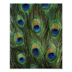 Tryckning av peacock Feather Fototryck