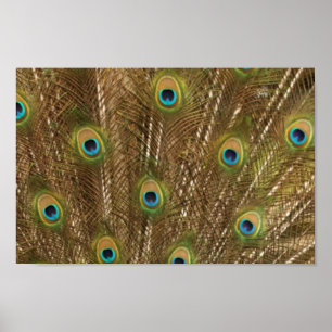 Tryckning av peacock Feather Poster