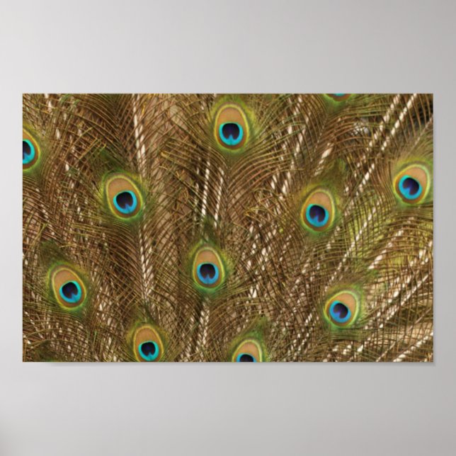 Tryckning av peacock Feather Poster (Framsidan)