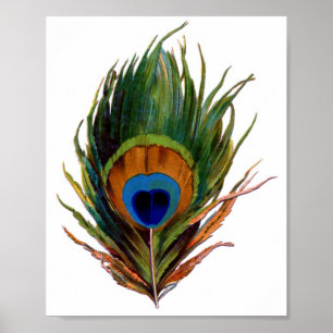 Tryckning av peacock Feather Poster