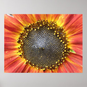 Tryckning av röd och Gult Solrosblomma Poster