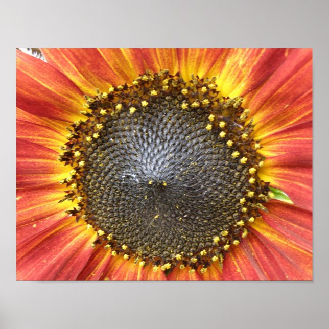 Tryckning av röd och Gult Solrosblomma Poster (Framsidan)