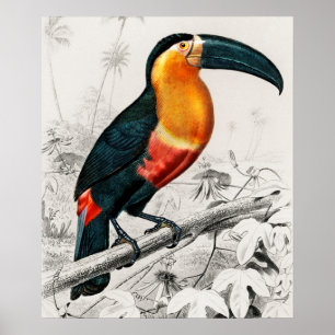 Tryckning av Toucan Ramphastos Illustration Vintag Poster