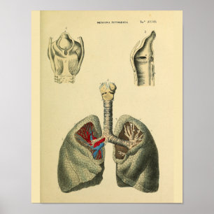 Tryckning av Trachea Anatomy Art Poster