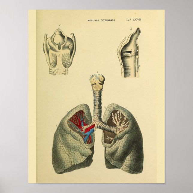 Tryckning av Trachea Anatomy Art Poster (Framsidan)
