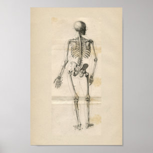 Tryckning av Vintage av mänsklig Skeleton Poster