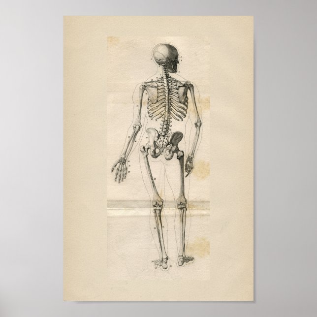 Tryckning av Vintage av mänsklig Skeleton Poster (Framsidan)