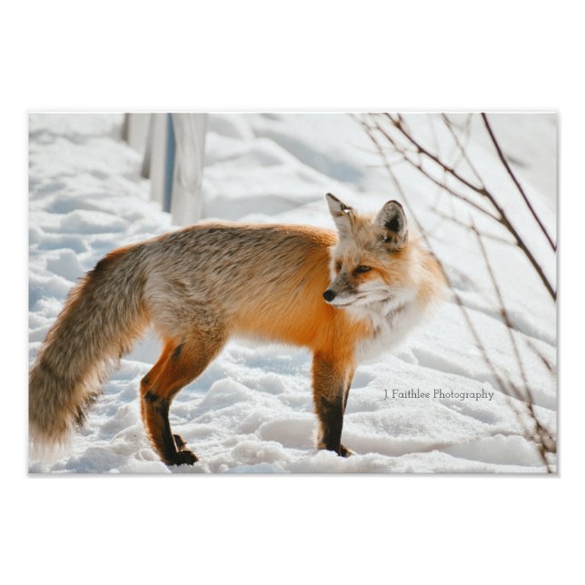 Tryckning av Wall Art Hunting Fox Fototryck (Framsidan)