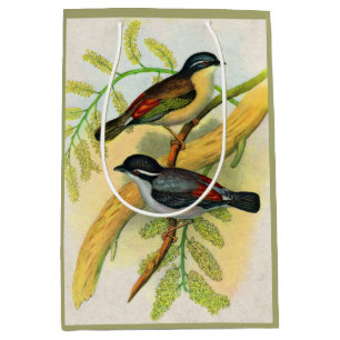 Tryckning på söt fåglar