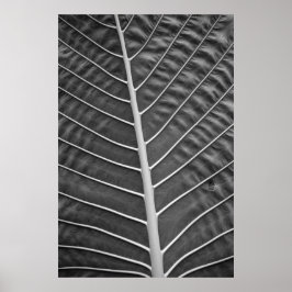 Tryckt fotografi av svart och vitt Handflatan Poster
