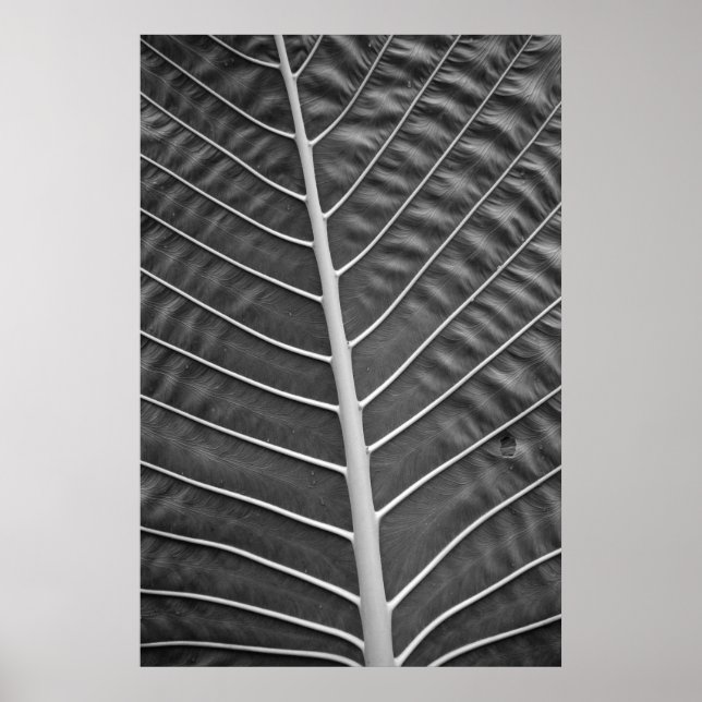 Tryckt fotografi av svart och vitt Handflatan Poster (Framsidan)
