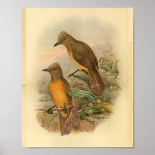 Tryckt Gult för bröstad träskskstrejk Poster