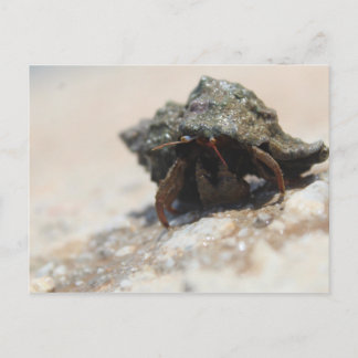 Tryckt Hermit Crab Photo Vykort