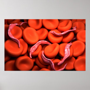 Trypanosoma 3-bild poster