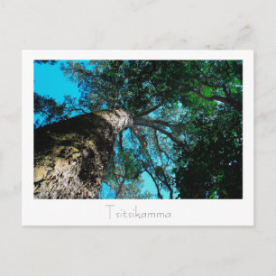 Tsitsikamma nationalpark South Afrika Postcard Vykort