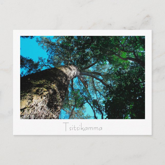 Tsitsikamma nationalpark South Afrika Postcard Vykort (Framsida)