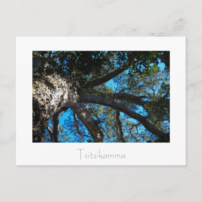 Tsitsikamma nationalpark South Afrika Postcard Vykort (Framsida)