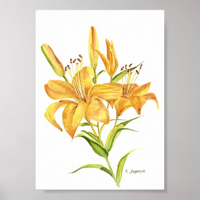 Ttigerlilja i guld och gult poster vattenfärg (Framsidan)