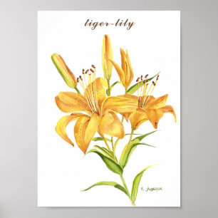 Ttigerliljet i vattenfärgen orange och gult poster