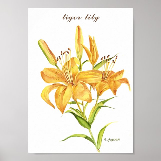 Ttigerliljet i vattenfärgen orange och gult poster (Framsidan)