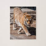 Ttigerpacitet Pussel<br><div class="desc">Fin perfekt för tiger-fotograf för ett pussel</div>