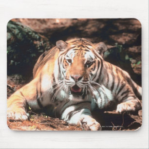 Ttigervila Musmatta
