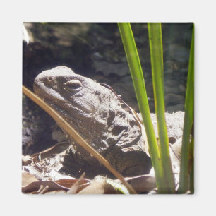Tuatara Magnet
