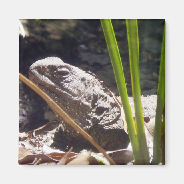 Tuatara Magnet (Framsidan)