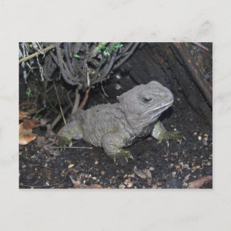 Tuatara Vykort