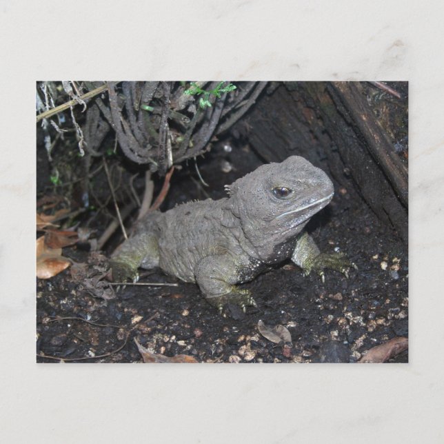Tuatara Vykort (Framsida)
