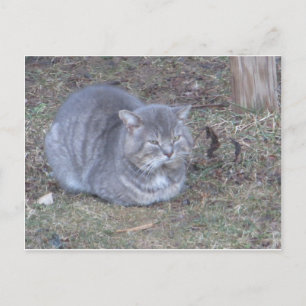 Tubby Grått Cat Vykort