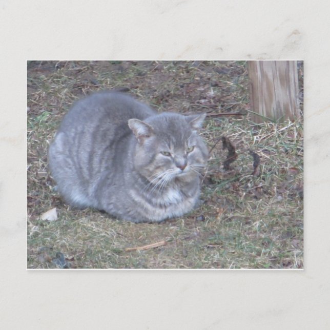 Tubby Grått Cat Vykort (Framsida)