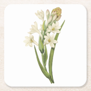 tuberose (Tuberosa sp.) från Redouté Underlägg Papper Kvadrat