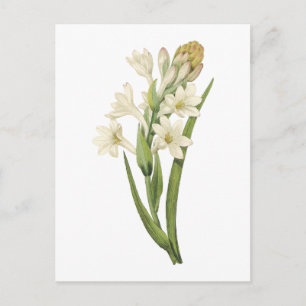 tuberose (Tuberosa sp.) från Redouté Vykort