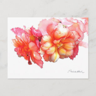 Tuberous Begonia nr 1 Vykort