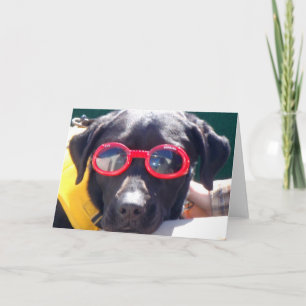 Tucker i Goggles Conservation Hund Labrador Kort