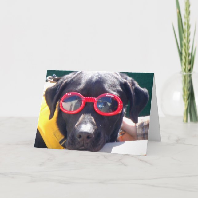 Tucker i Goggles Conservation Hund Labrador Kort (Framsida)