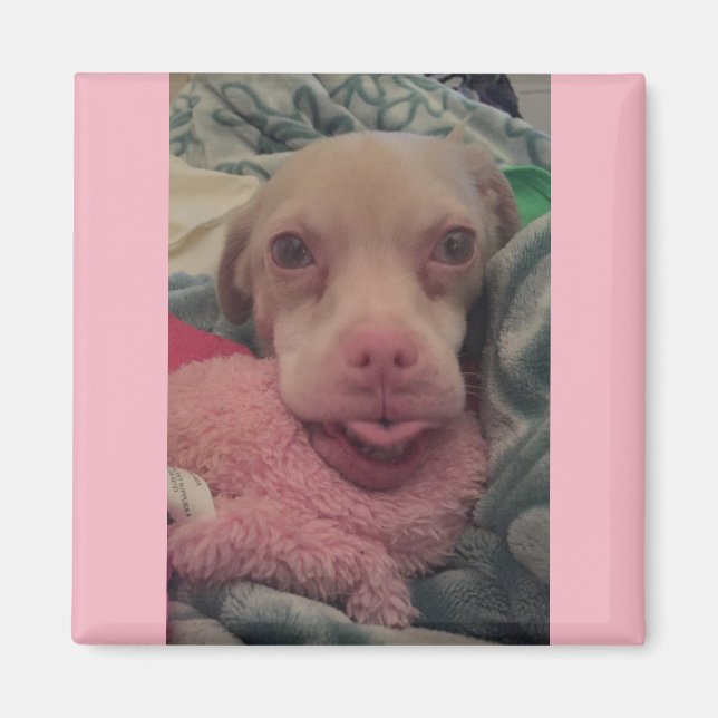 Tucker Wears Goggles Rosa Accent Magnet (Framsidan)