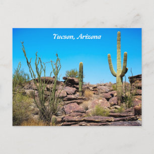 Tucson Arizona, Desert Southwest, Cacti Postcard Vykort