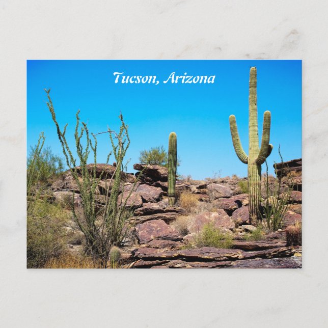 Tucson Arizona, Desert Southwest, Cacti Postcard Vykort (Framsida)