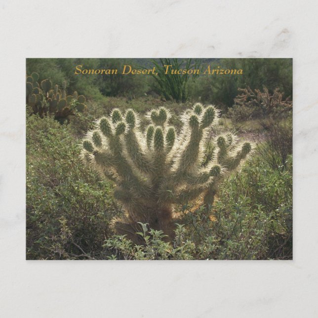 Tucson Arizona Vykort (Framsida)