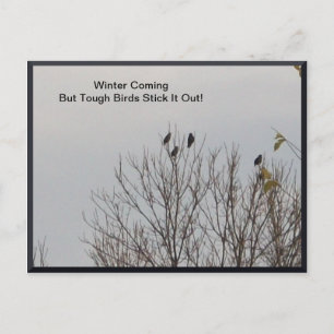 Tuff Birds sätter ut det på vykort