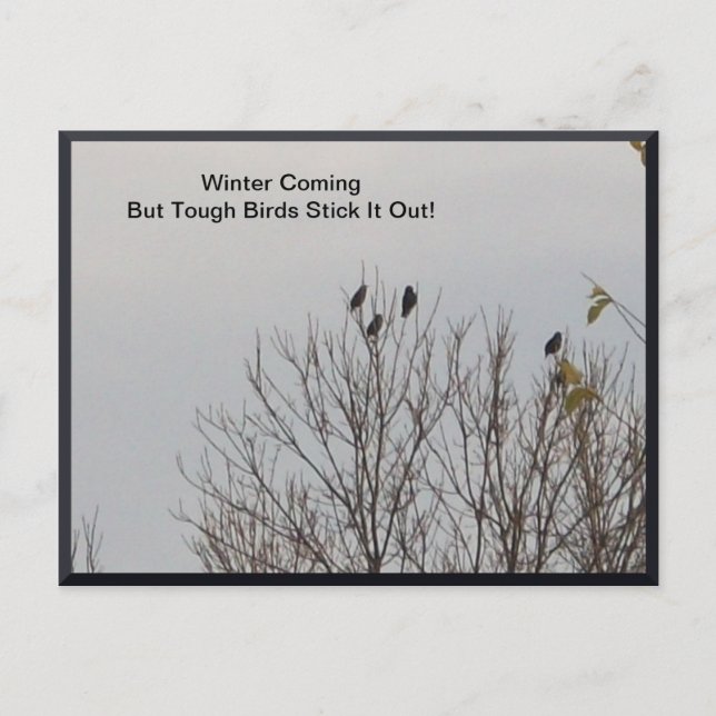 Tuff Birds sätter ut det på vykort (Framsida)