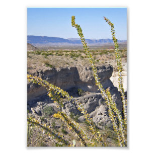 Tuff Canyon & Ocotillo, Big Bend National Park Fototryck