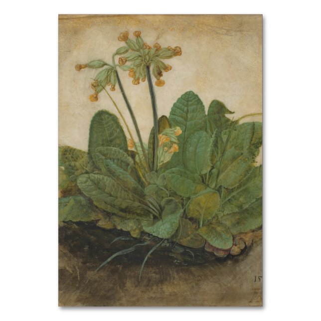Tuft av Cowslips av Albrecht Durer Bordsnummer (Framsidan)