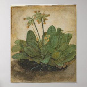 Tuft av Cowslips av Albrecht Durer Poster