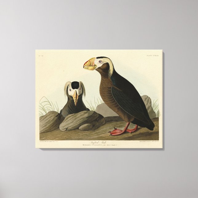 Tuftad Auk (Puffin) - Audubon's Birds of America Canvastryck (Framsida)